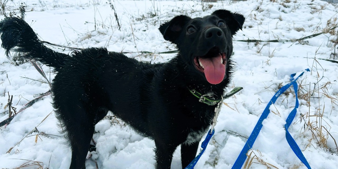 Приют готовится к новогодним праздникам, делаем запасы