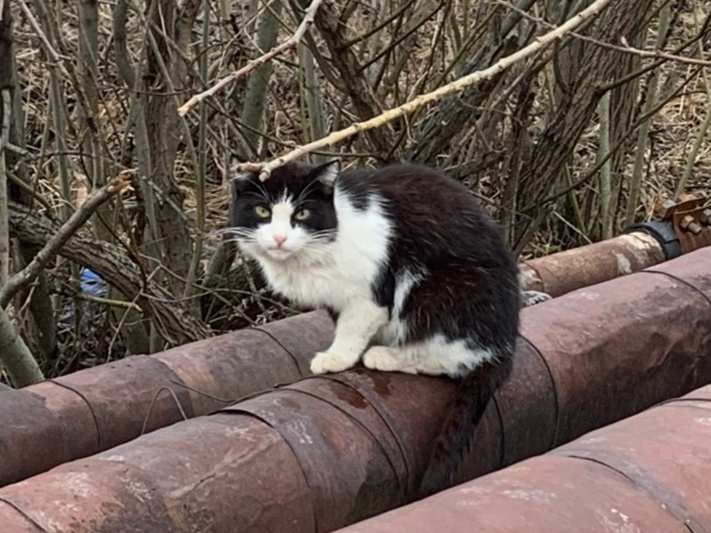 Котик держался обособленно