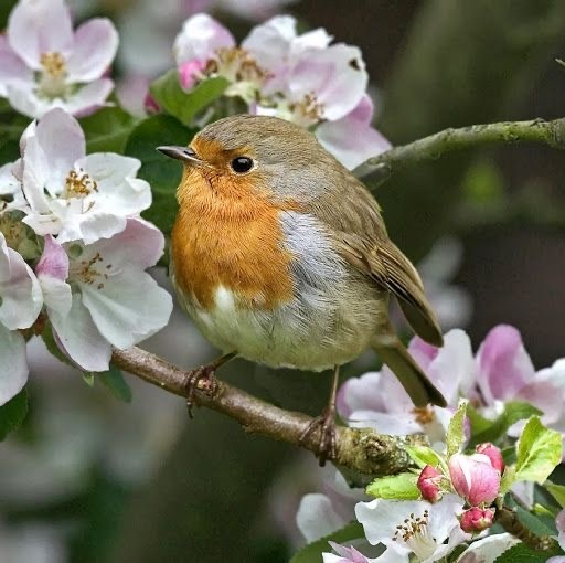 Знакомьтесь, малиновка.
