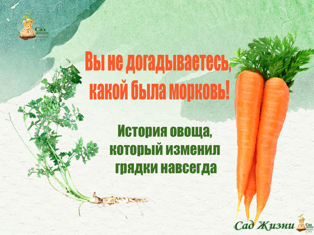 История моркови