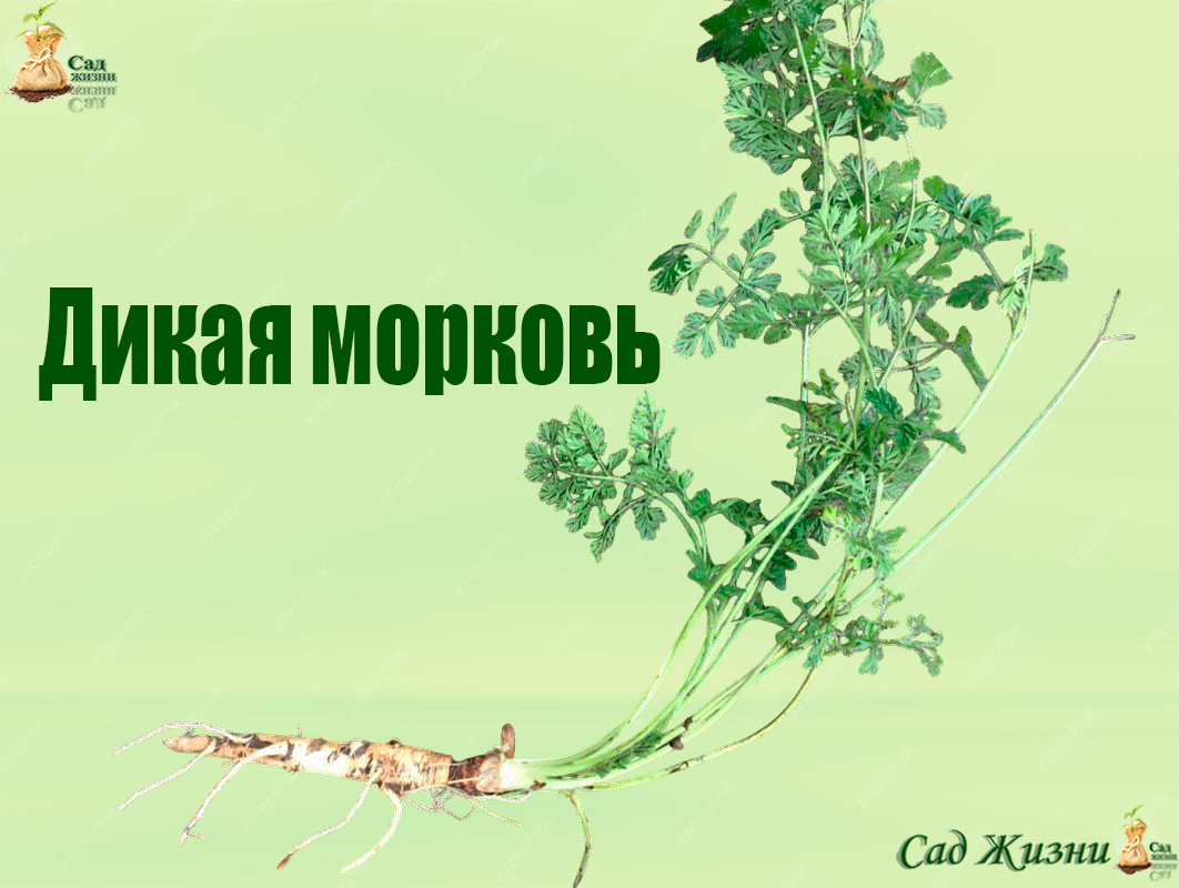 Дикая морковь