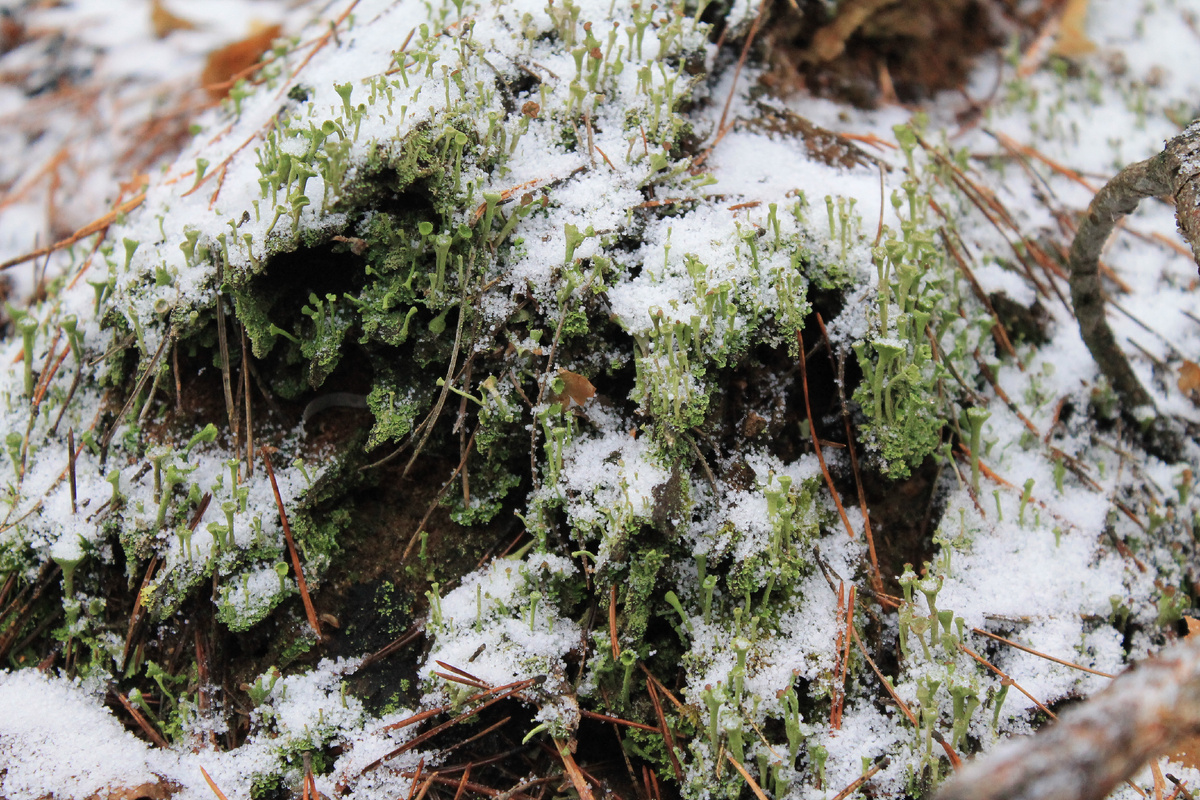 Фото сделанное мной.