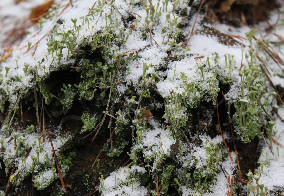 Фото сделанное мной.