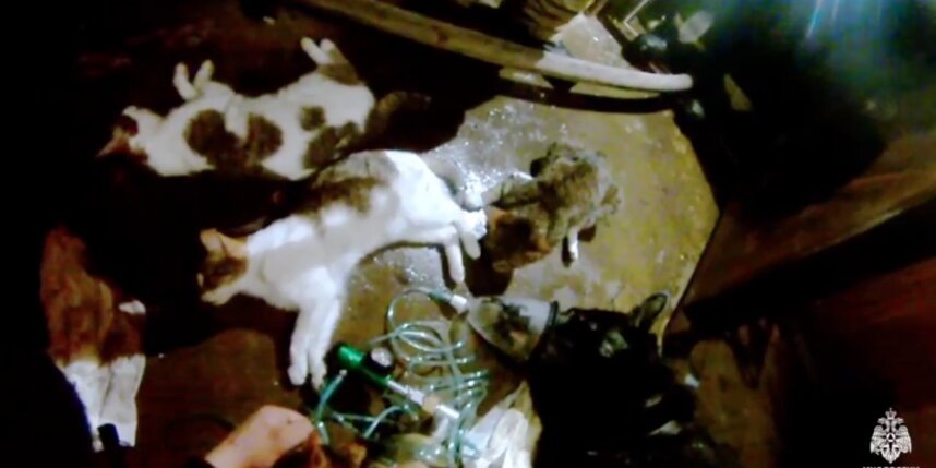    скриншот видео t.me/mchspetersburg