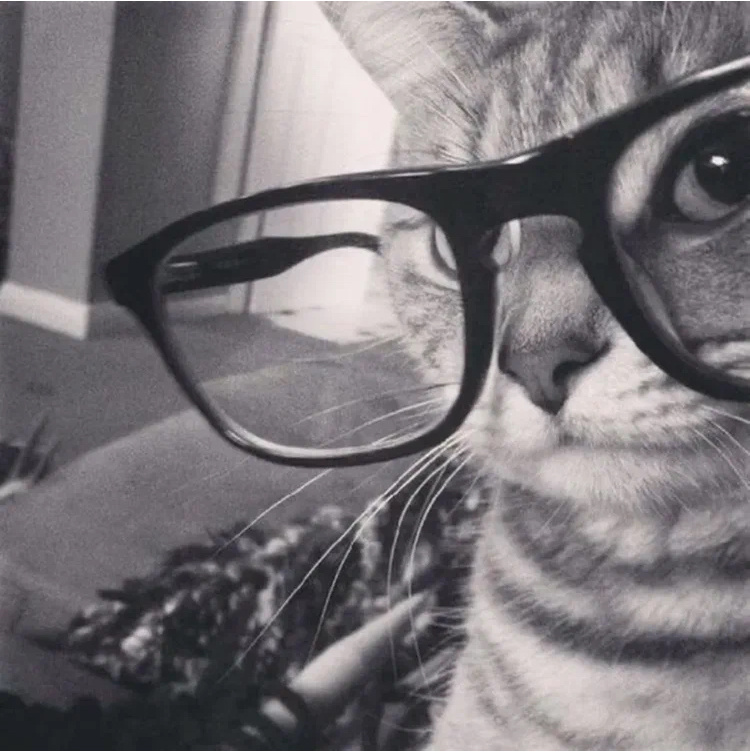 Котя в очках
