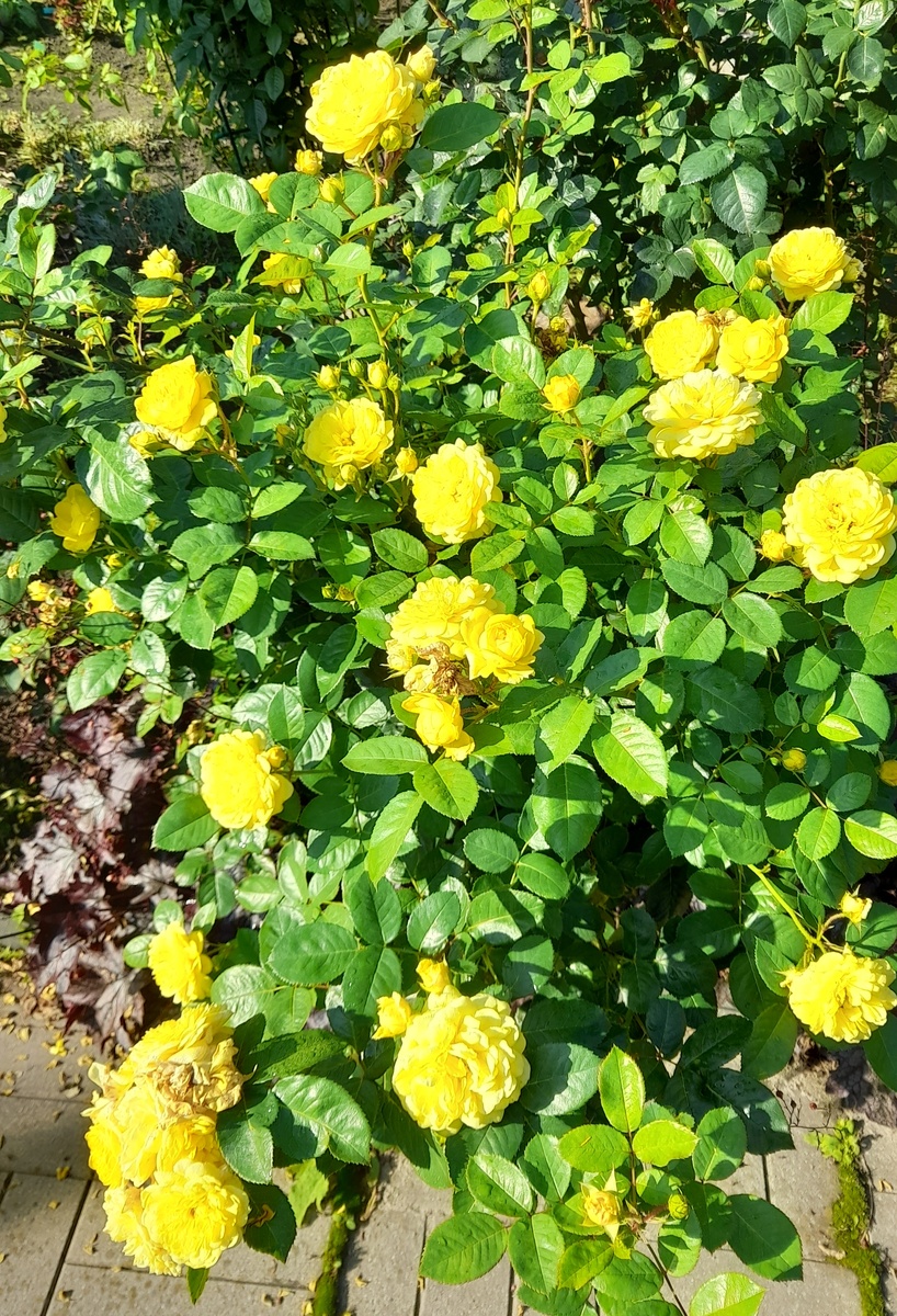 Ани Дюперей, шраб. Фото автора 