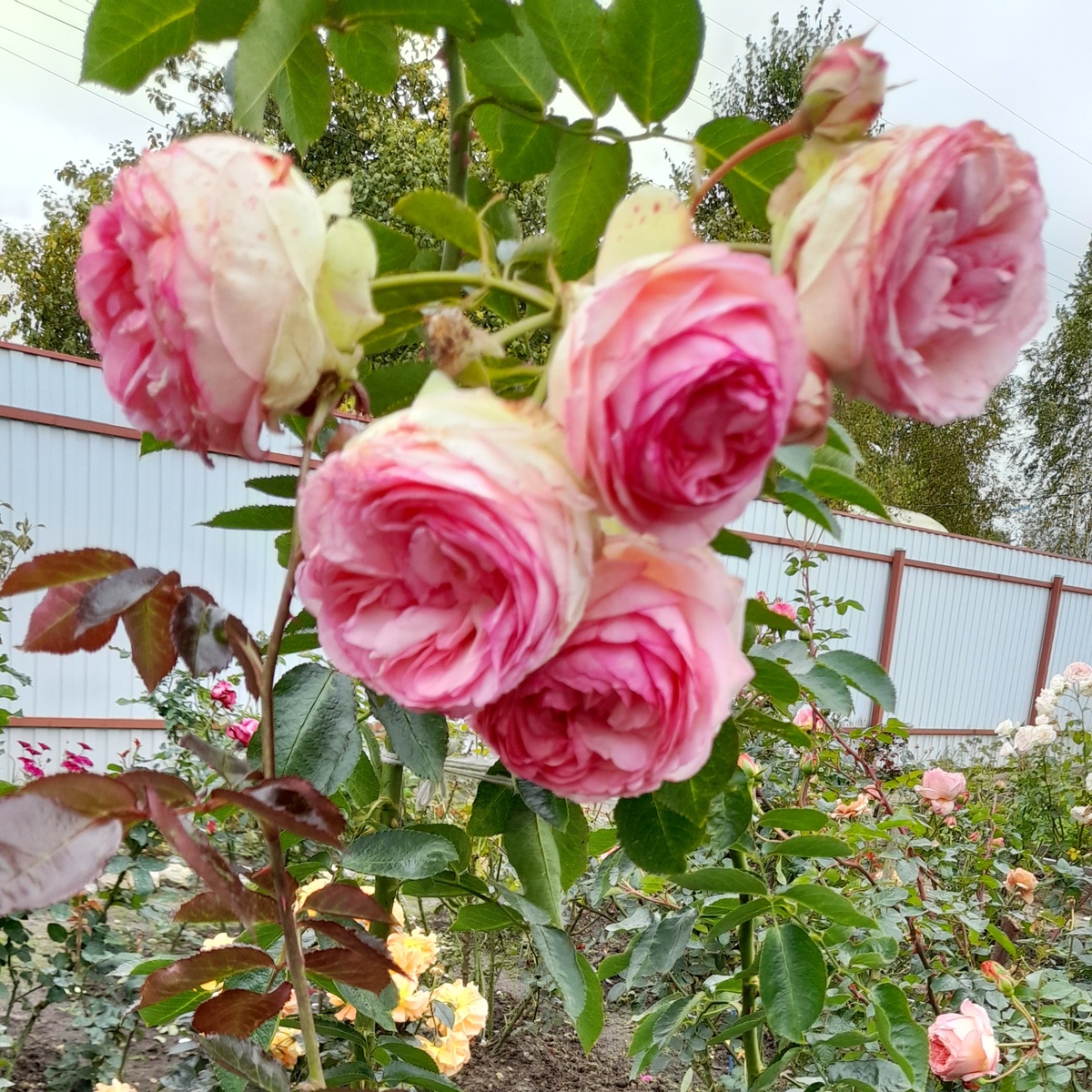 Пьер де Ронсар. Фото автора 