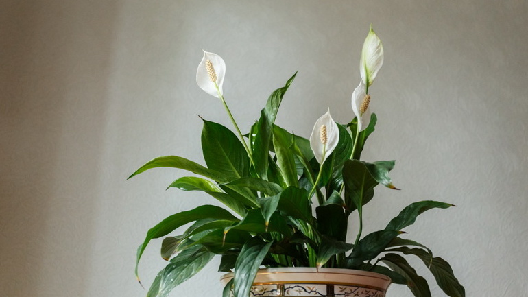 Результат системного подхода - регулярное цветение упрямого растения