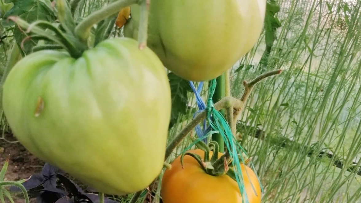 Настоящие гиганты без всякой химии и стимуляторов