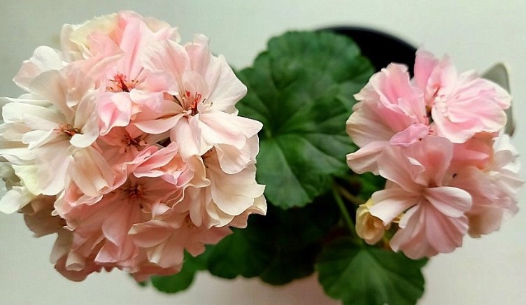 Сама нежность!