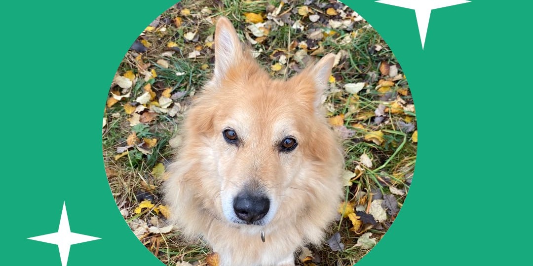 Если вы думаете о питомце - задайте себе простой вопрос: «Я готов быть его семьёй на годы