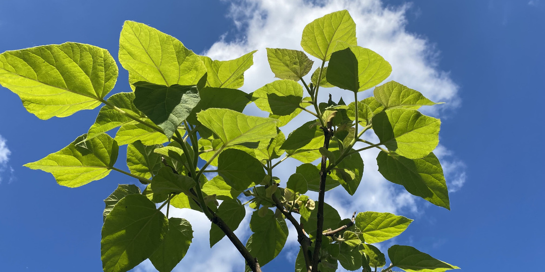 Павловния в 2026: тренды и возможности для бизнеса