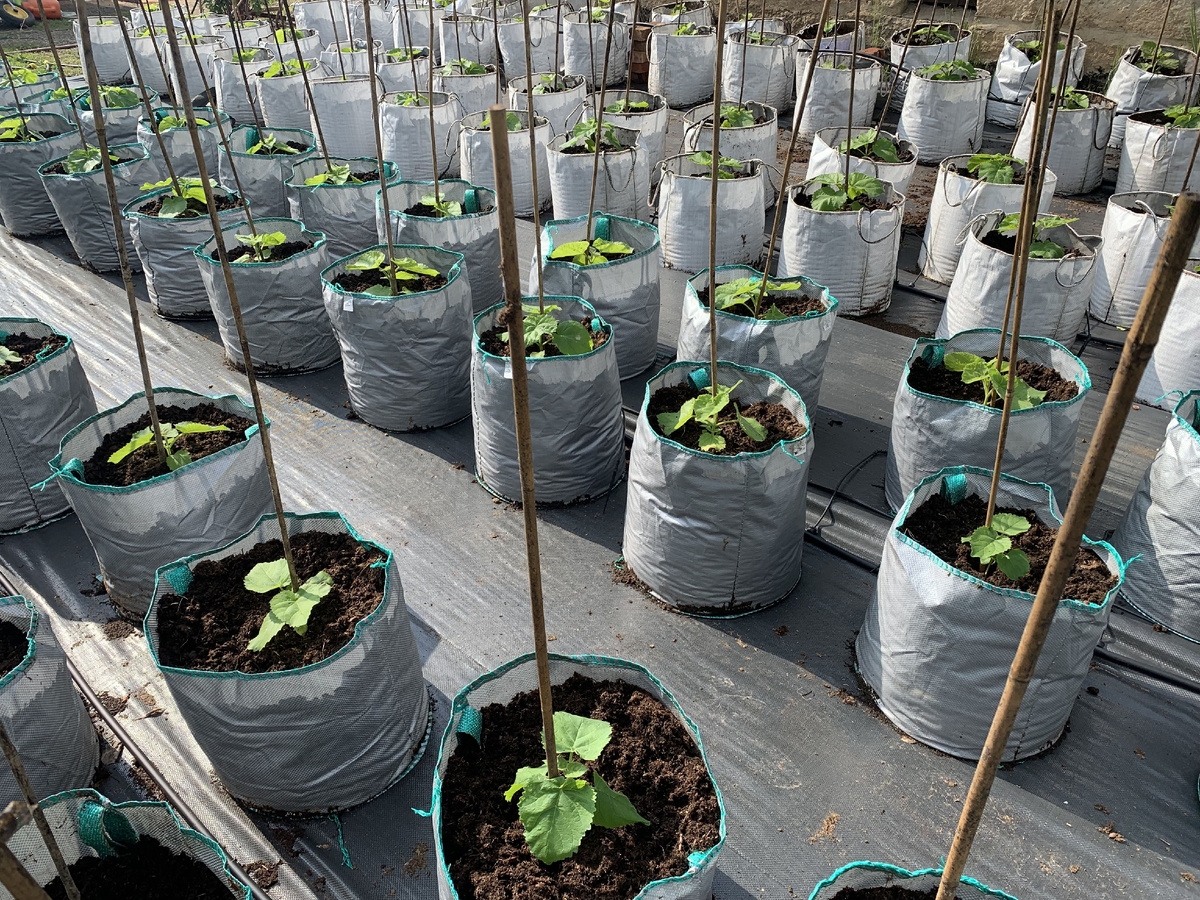 Питомник Павловнии