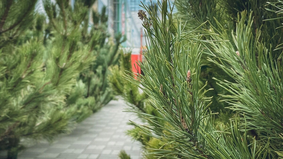     Источник: 1MI