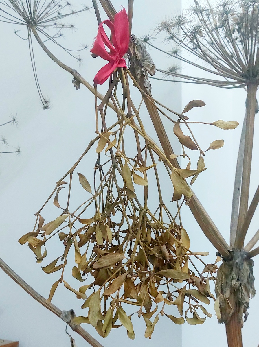 Веточки омелы в экспозиции музея. 