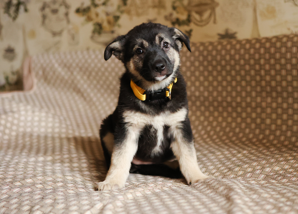 Вот такой пуговкой я надеялась встретить свою новую семью