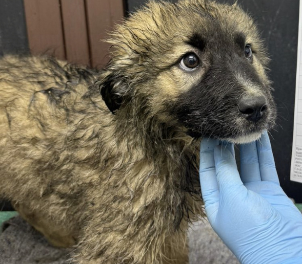 Фунтик. Некуда девать малыша