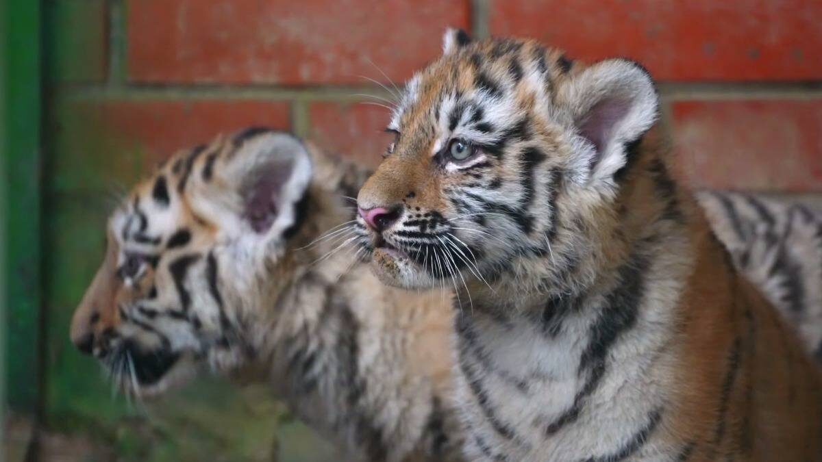    Тигрята из Центра воспроизводства редких видов животных / Фото: Центр Воспроизводства редких видов животных