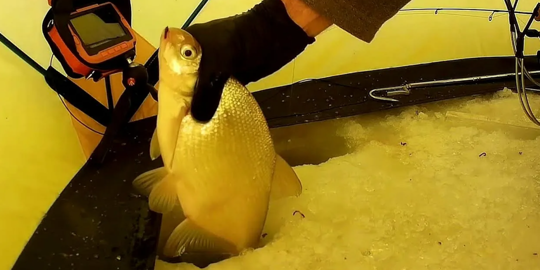 Зимняя рыбалка ночью на леща: место, прикормка и снасти для трофея подо льдом