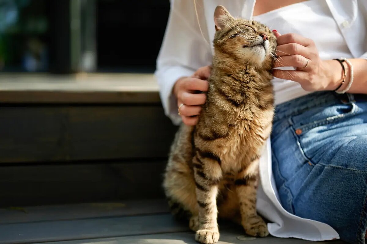    Может ли кот влюбиться в другого кота или, что кажется еще более невероятным, в человека? /iStock