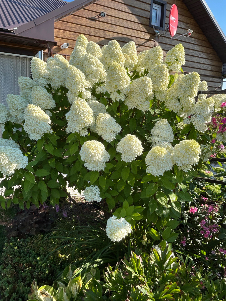 Лаймлайт на пике цветения. Фото Мой второй сад. 