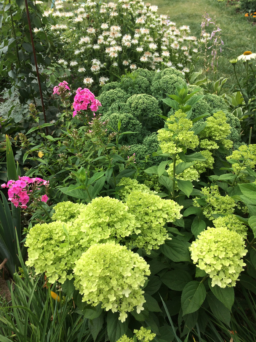 2018 год. Первое цветение Лаймлайт в нашем саду. Фото Мой второй сад. 