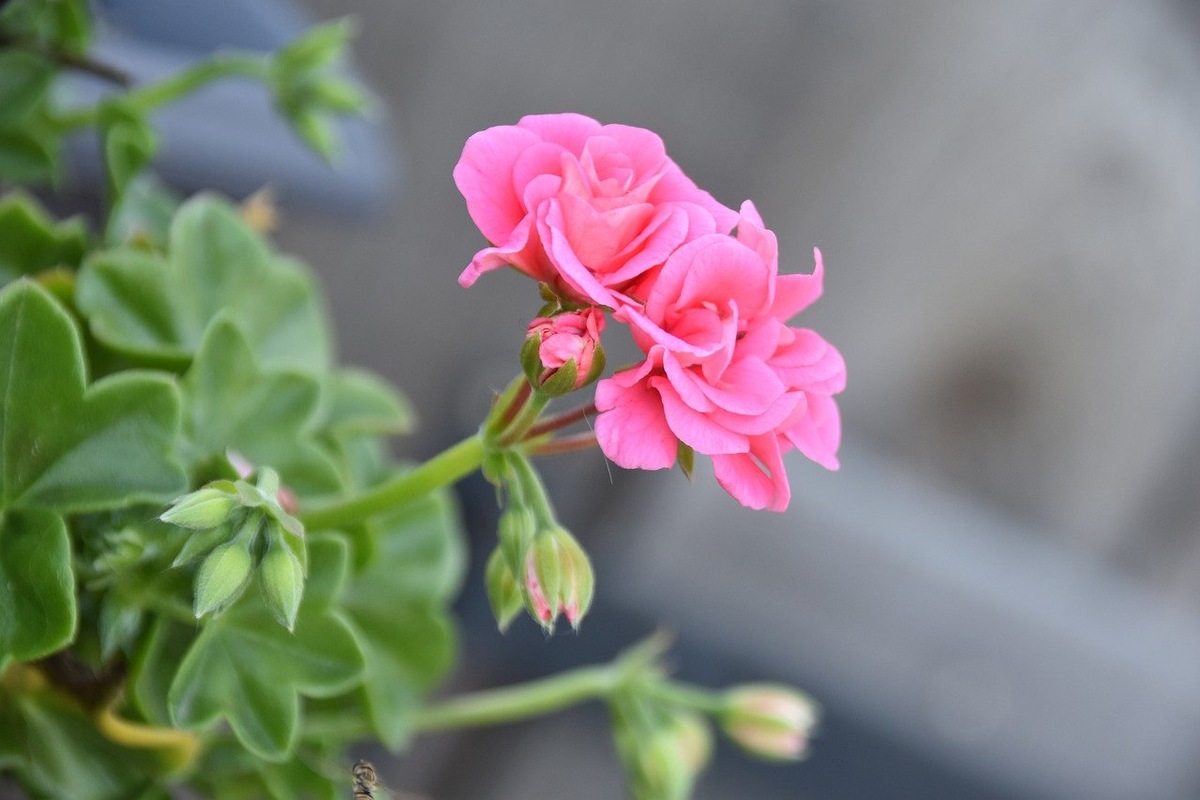 Источник фото: caleidoscope.in