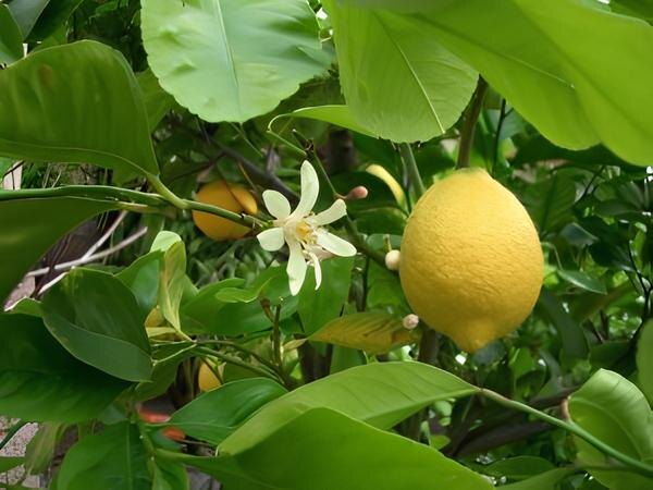 Фото: лимон Павловский