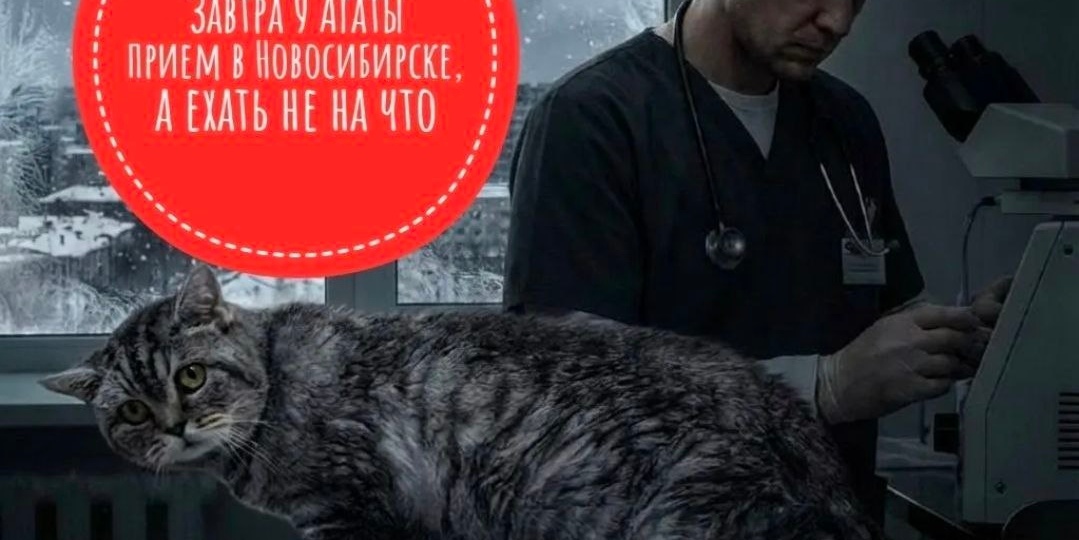 УЖЕ ЗАВТРА У АГАТЫ ПРИЕМ В НОВОСИБИРСКЕ, а мы даже на бензин собрать НЕ МОЖЕМ!