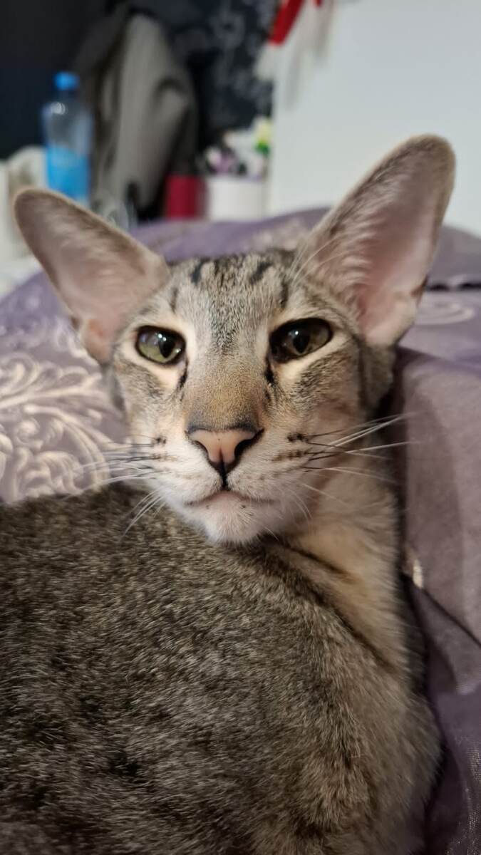 Чувствуете какой царский взгляд