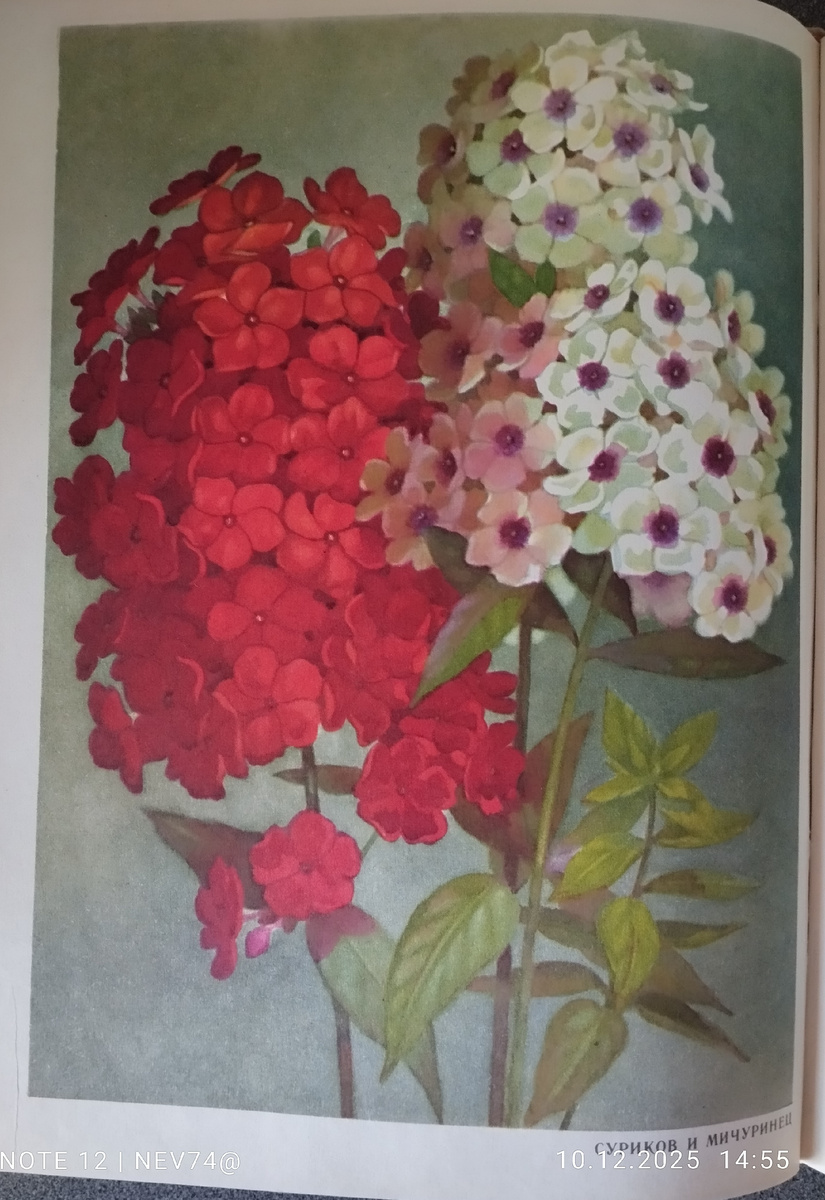 Суриков и Мичуринец