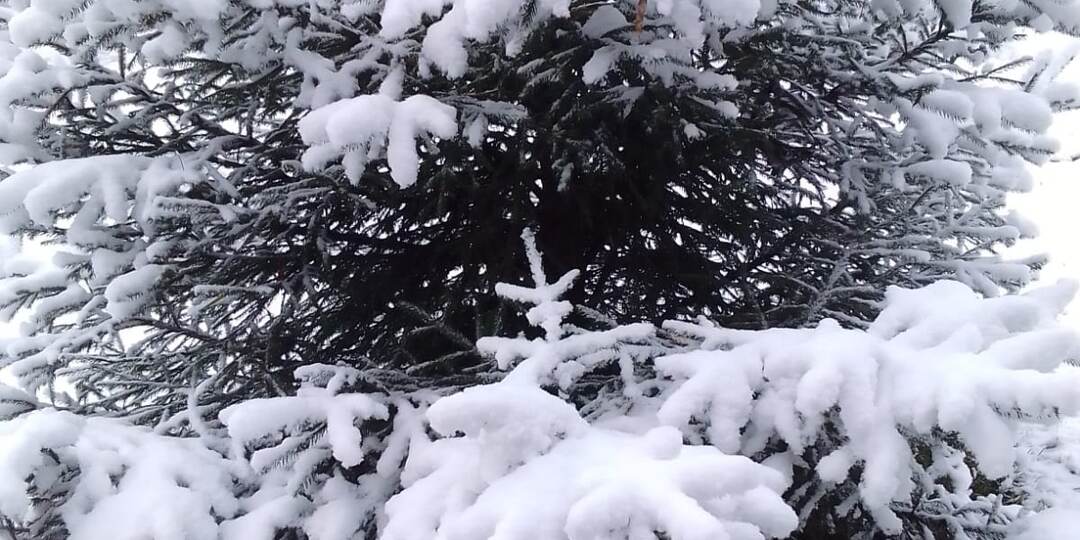 Снег на ветках ёлочки: волшебство первых зимних фотографий.