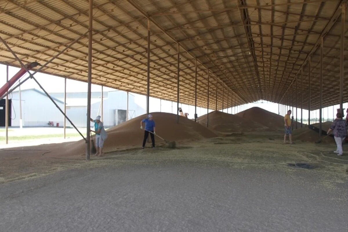    В Пермском крае в зерне агрофирмы «Элита» нашли экскременты