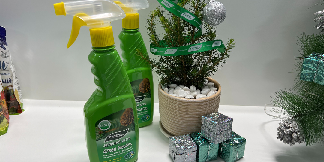 Будет ли жить дома маленькая ёлочка из магазина?