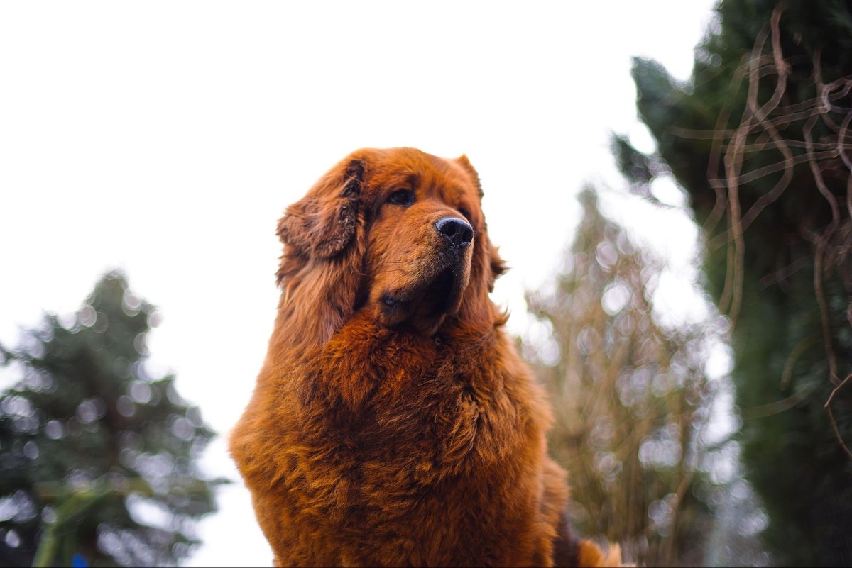    Здоровье и комфорт мастифа требуют внимания к специфическим потребностям крупных собак
