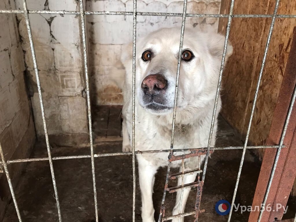    В Новотроицке семье мальчика, которого укусила собака, присудили 250 тысяч рублей