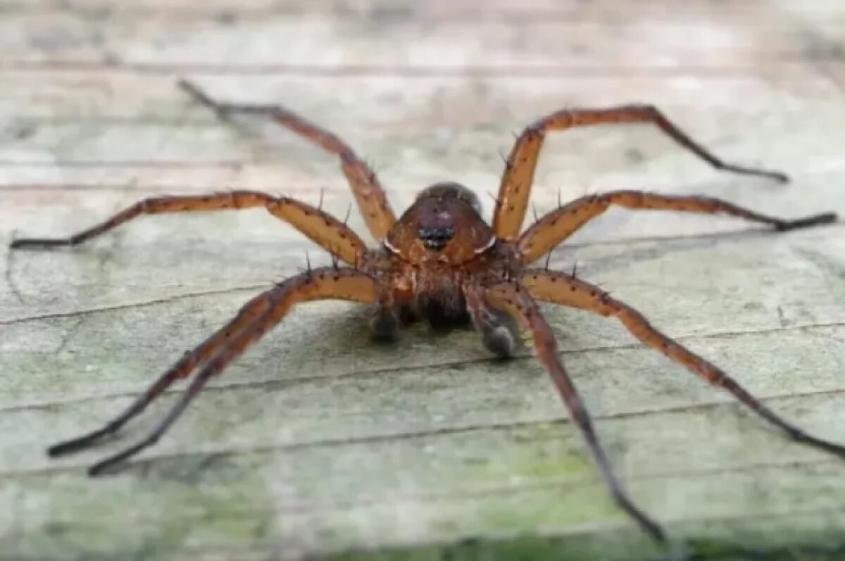    В Англии у подростка сгнила нога после укуса самого опасного в стране паука