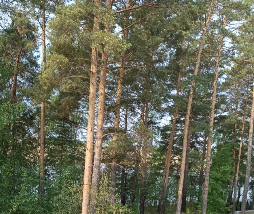 Хвойные леса Югры. Фото автора. 