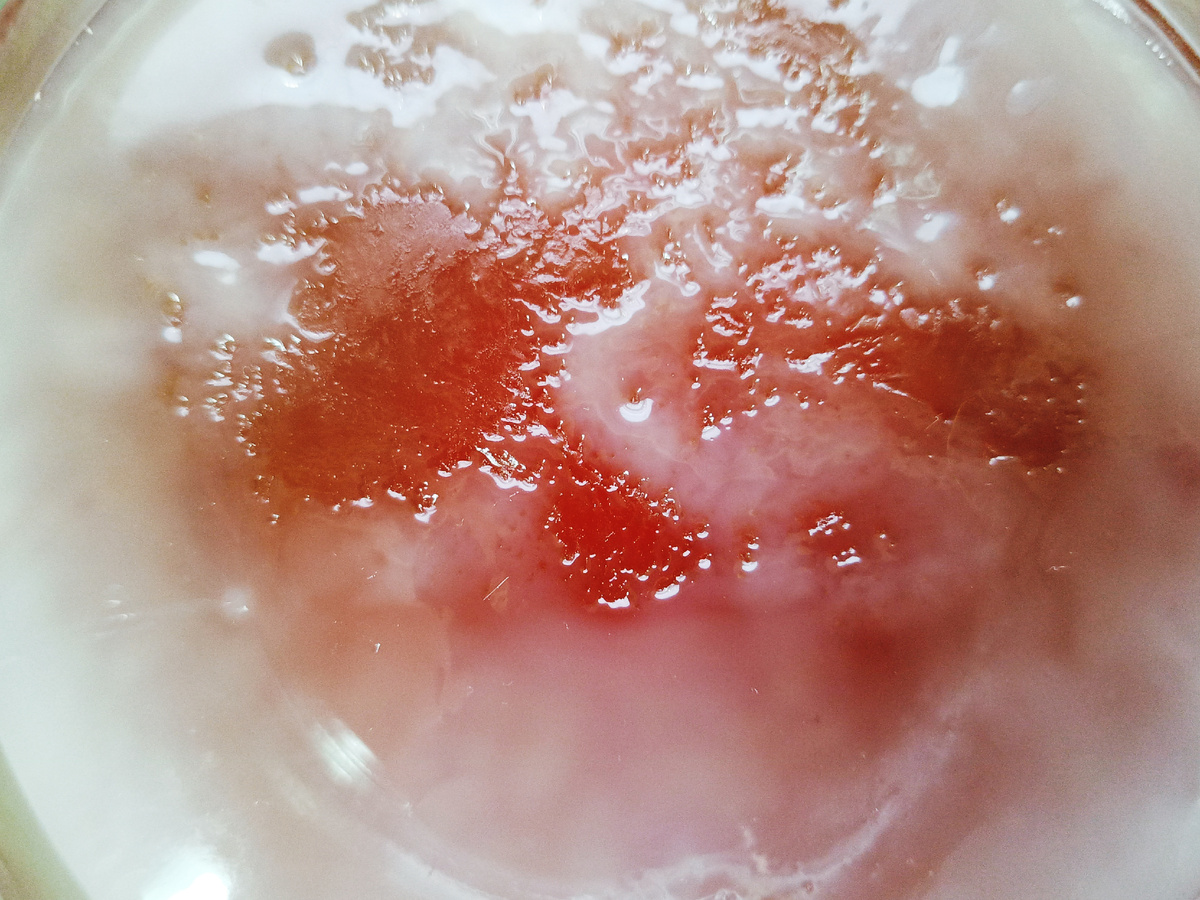 Чайный гриб только зарождается в моей банке