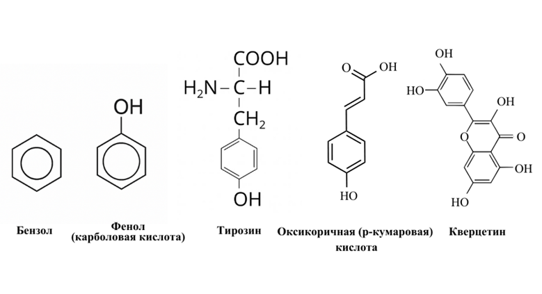 Я не погружался здесь в биохимию образования этих веществ — это отдельная большая тема. Важно другое: все они структурно очень похожи. Фенольные соединения могут иметь значительно более сложное строение, чем показанные в этом ряду, но принцип остаётся тем же. Для моего изложения важно, чтобы вы заметили гидроксильные группы (-ОН), которые обеспечивают антиоксидантный эффект, и представили себе общую антиоксидантную мощь полифенолов.