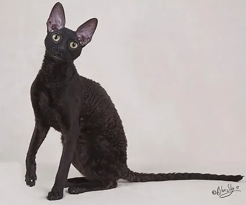 Кот породы корниш-рекс (фото из общего доступа)