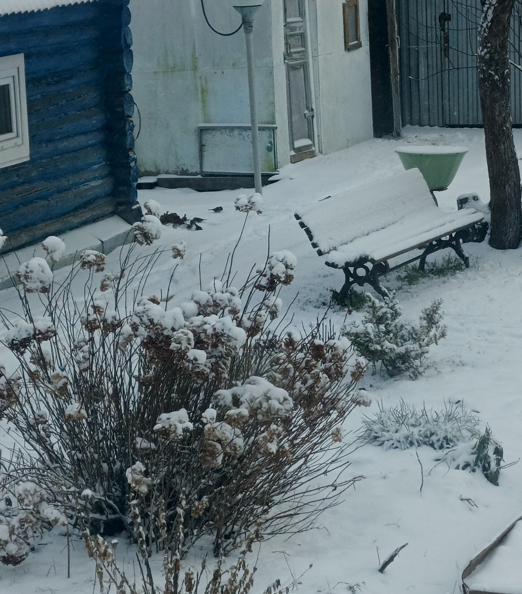 Сегодня за окном. Сфоткала птичек, которым высыпала  им еду от кур, много собралось воробьёв.