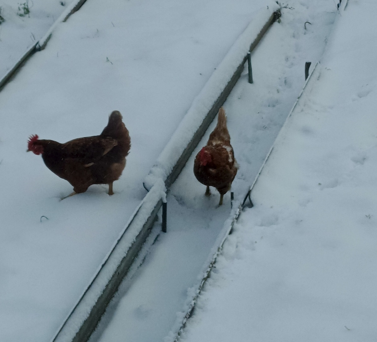 Гуляют по снегу 