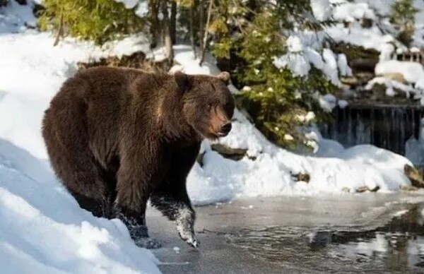 Фото из Яндекса