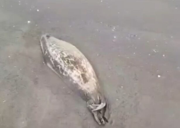    погибший тюлень / кадр из видео фонда "Компас"