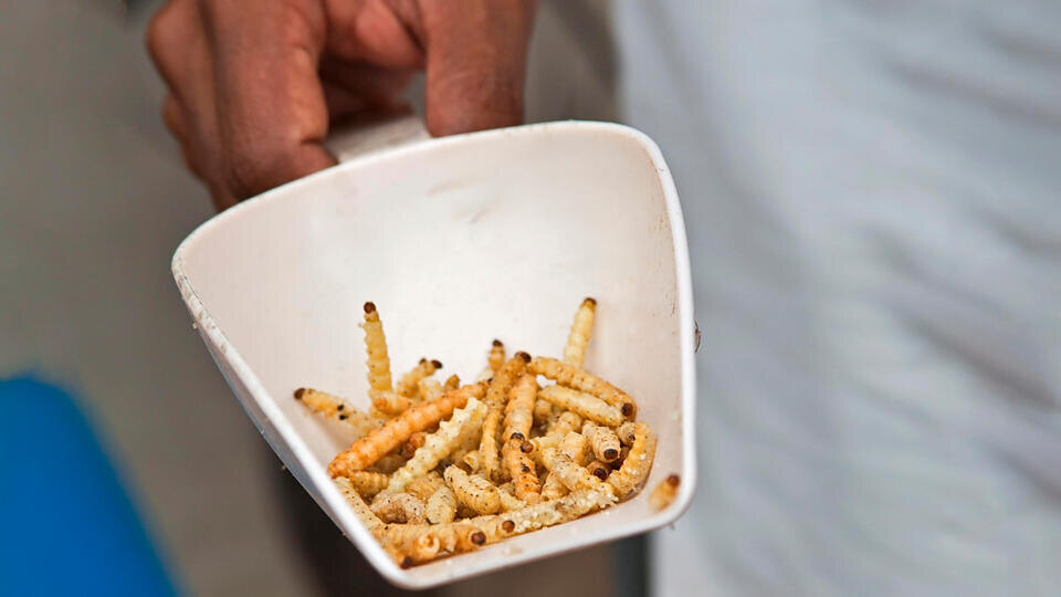     Таможенники задержали женщину с килограммом живых червей в штанах www.globallookpress.com/Siegfried Grassegger/imageBROKER.com