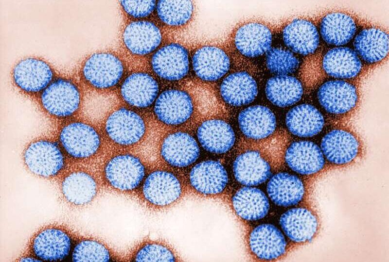 Как учёным удалось увидеть, как вирус гриппа «оседлывает» клетку в реальном времени