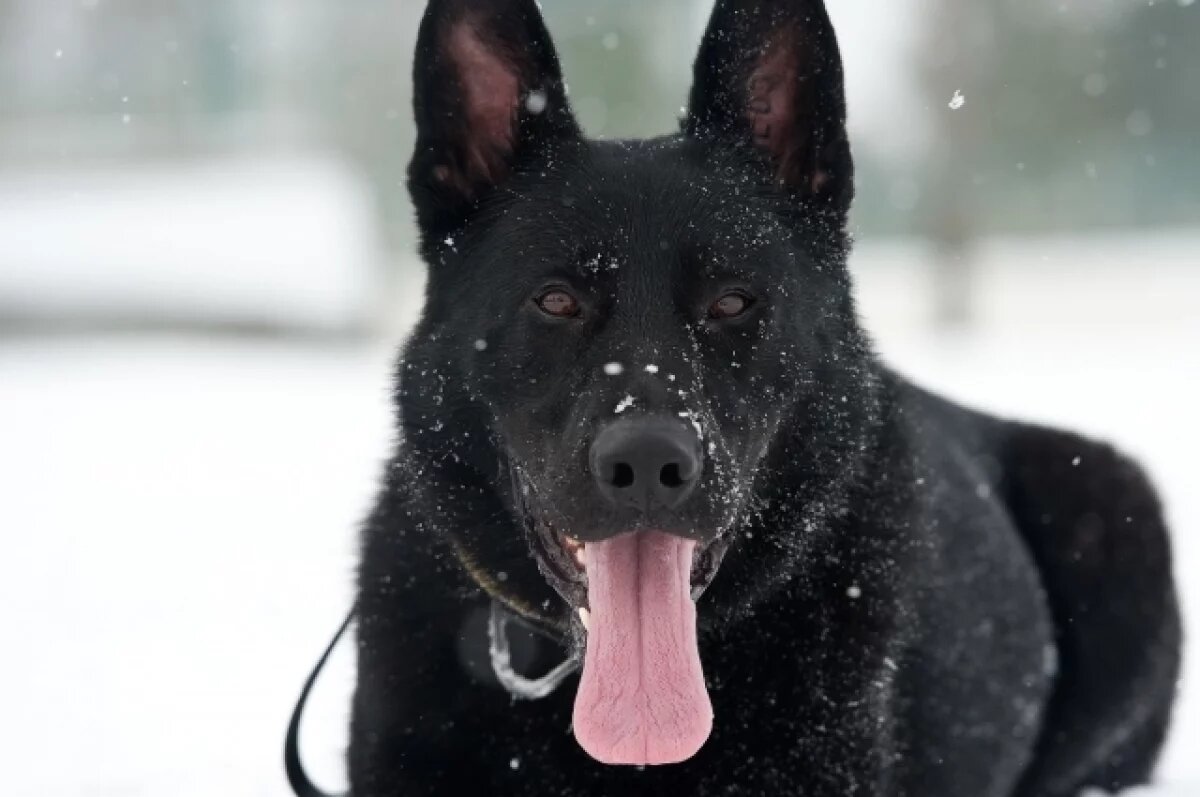    Ветеринар Шеляков рассказал, чем опасен городской снег для питомцев