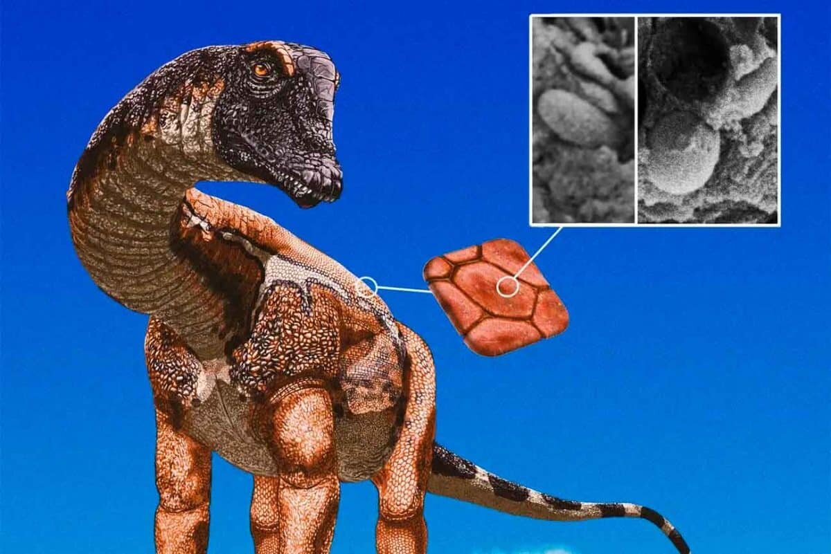    Завропод в представлении художника. Изображен с пигментированной структурой на коже, которую ученые обнаружили с помощью микроскопа / © Tess Gallagher