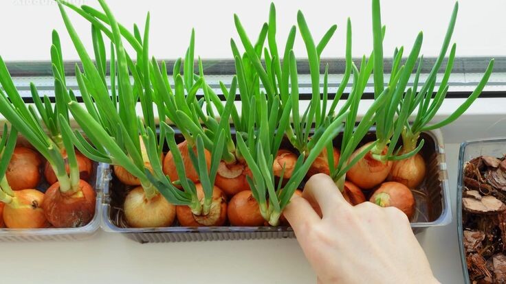 Как вырастить сочное перо лука на подоконнике зимой: полный гид для витаминного урожая в декабре